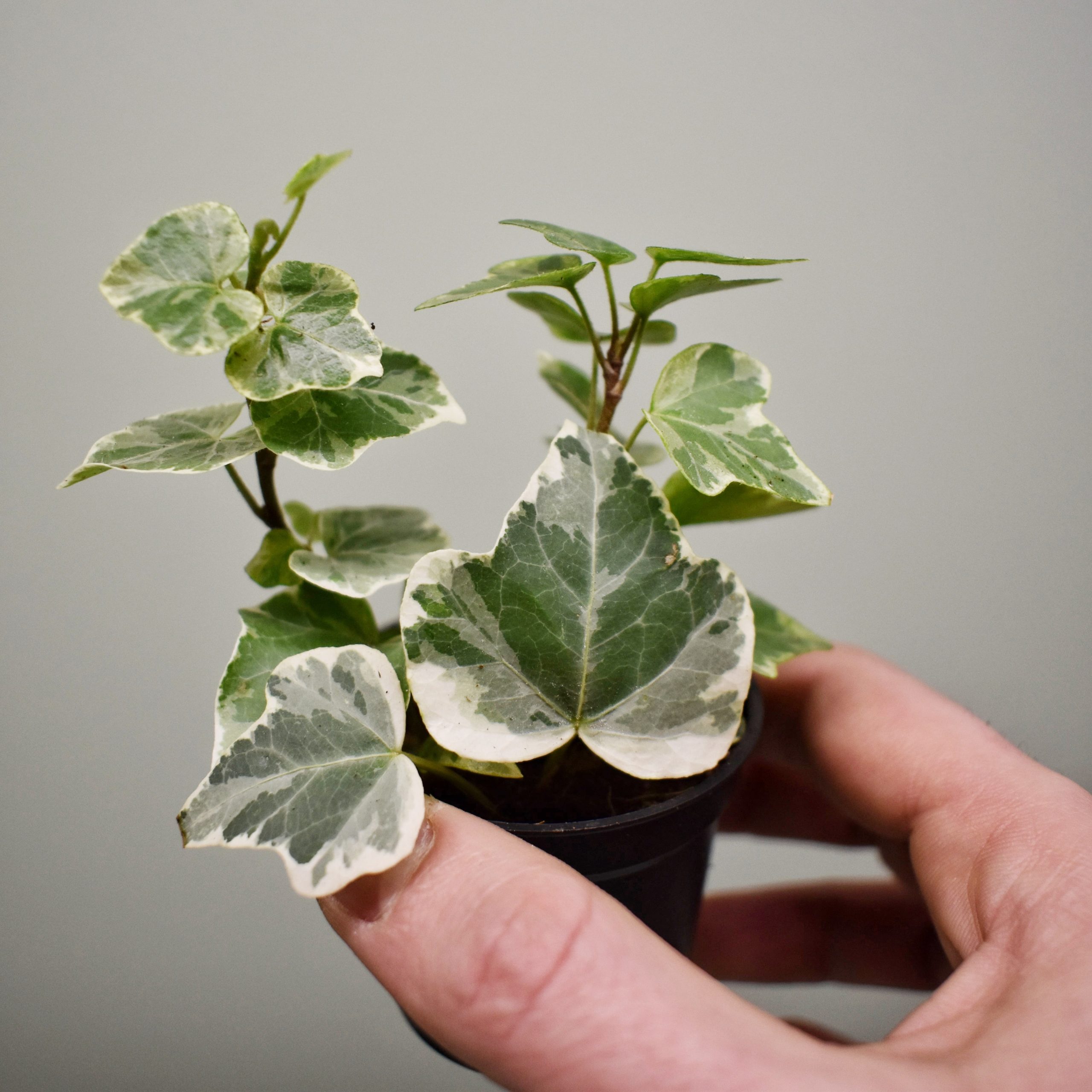 Kit terrarium DIY Bocal + 3 plantes - Maya - Bois Joli