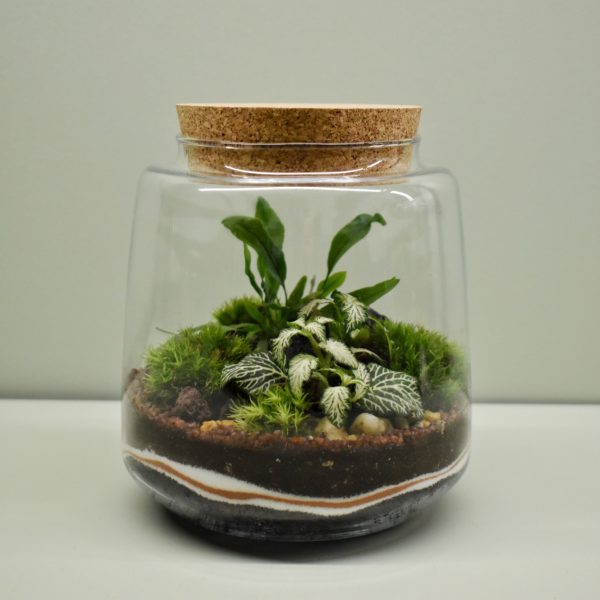 Terrarium S fougère et Fittonia