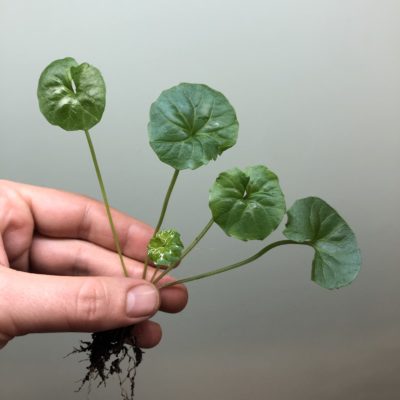 Hydrocotyle leucocephala plante pour terrarium et aquarium