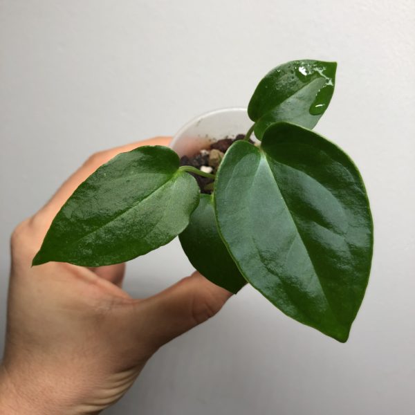 Anthurium nigrolaminum x forgetii