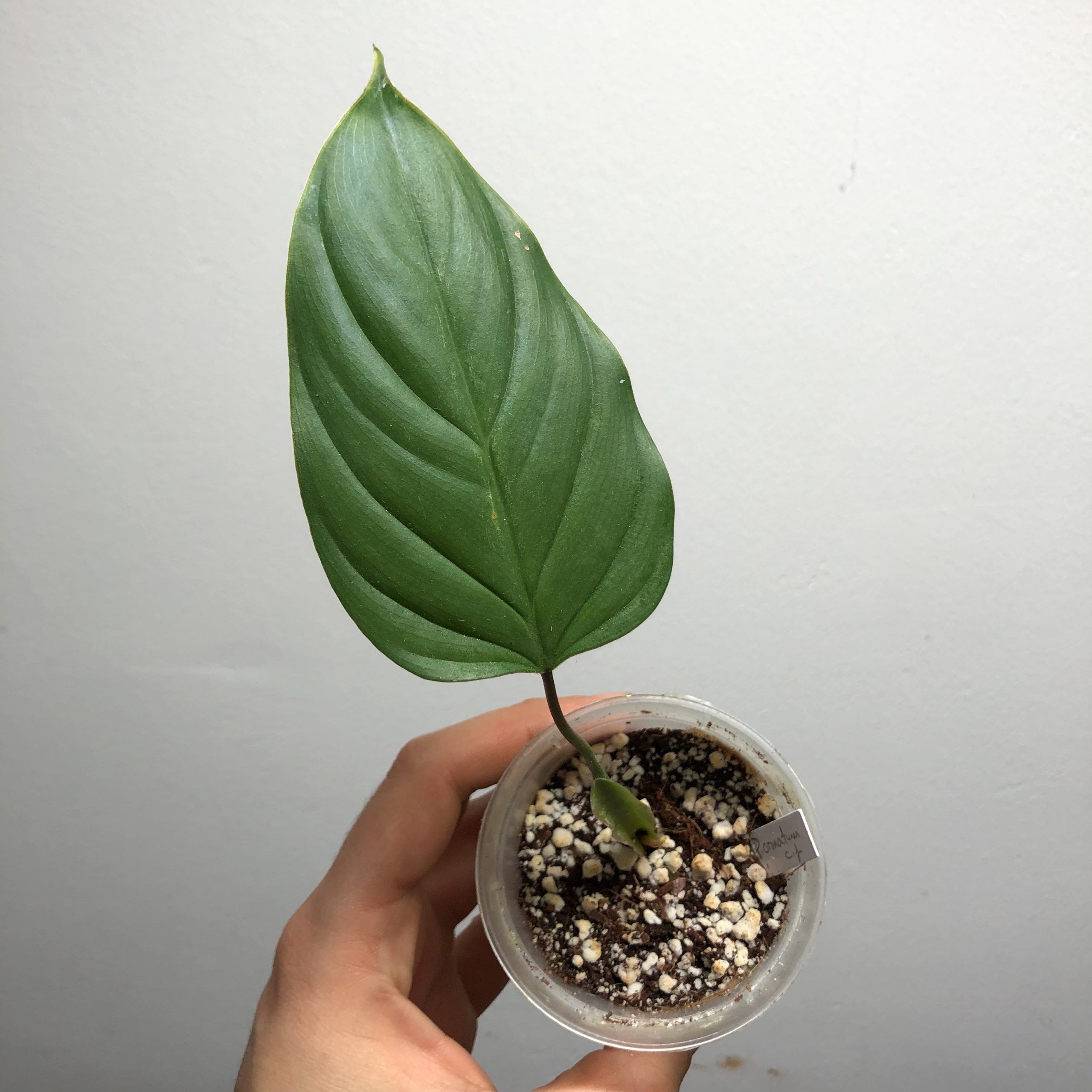 Philodendron ornatum cf