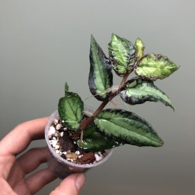 Proscris repens plante pour terrarium