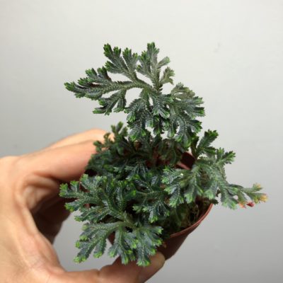 Selaginella erythropus plante pour terrarium