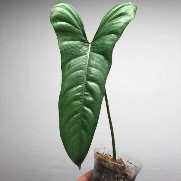 Philodendron pinnatilobum aff