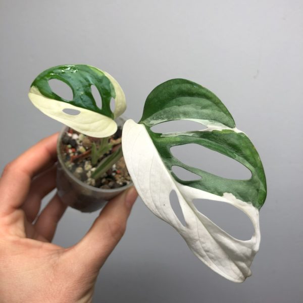 Monstera adansonii Japanese Tricolor