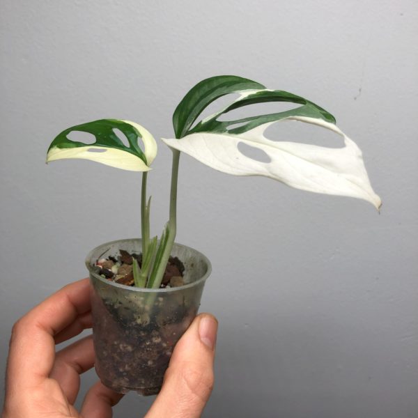 Monstera adansonii Japanese Tricolor