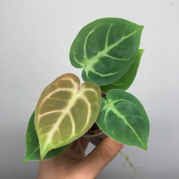 Anthurium Dorayaki