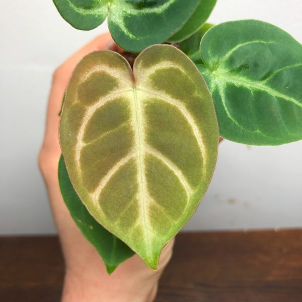 Anthurium Dorayaki