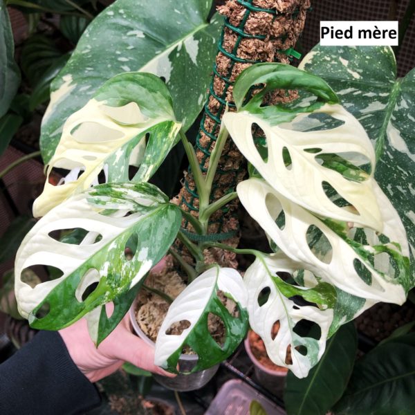 Monstera adansonii Japanese Tricolor mature