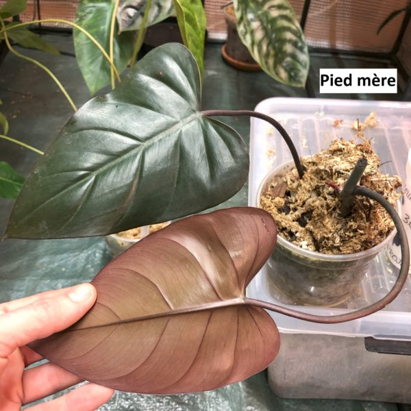 philodendron dark lord mature